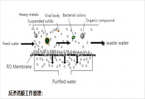 Waste water purification